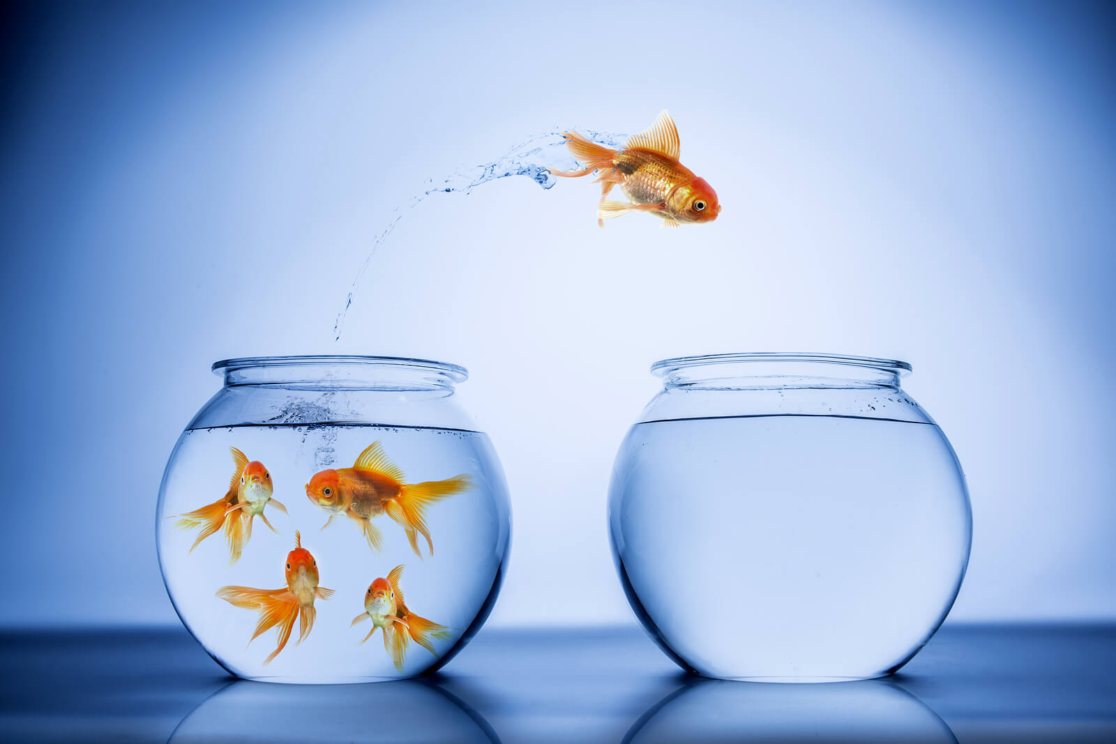 Fish Out of Water: Tips on How to Succeed as a Lateral ...